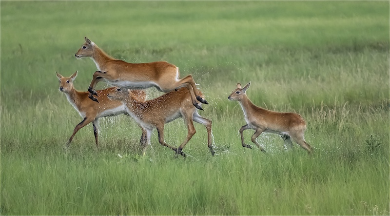Diane Goncalves - Lechwe playing in the wetland
