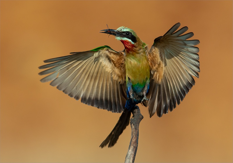 Stephan Opperman - Colourful lift off