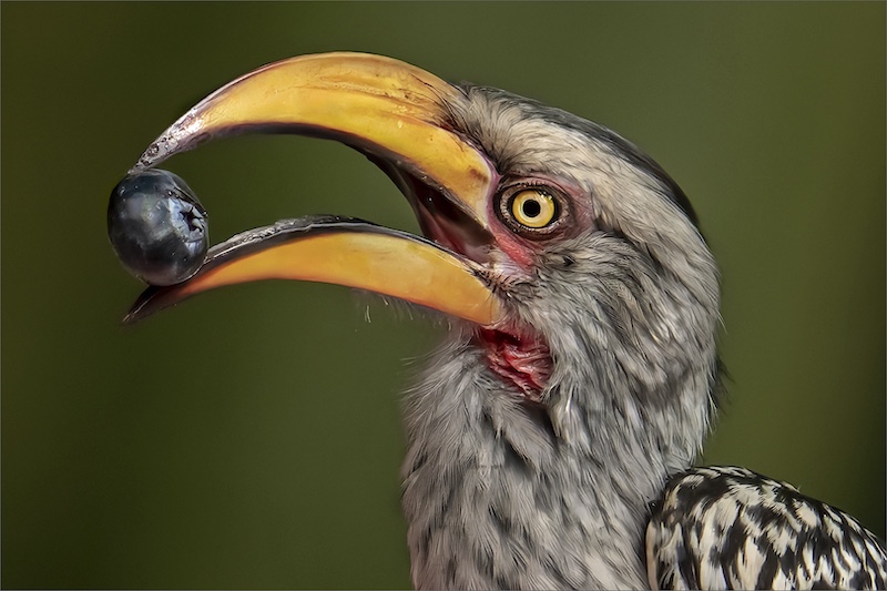 2501-Cynthia Uren-Southern Suburbs Camera Club-DIPA Gold Medal-7th MIROC Digital Circuit 2025 Norway-Berry for you