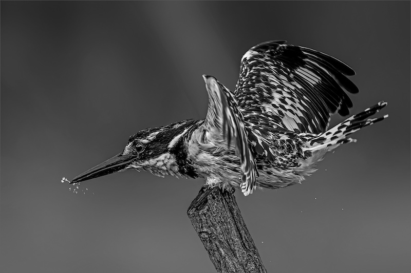 2503-Cynthia Uren-Southern Suburbs Camera Club -GIP Medal -Monochrome Section-German International Photocup (GIP) 2025-Splatter