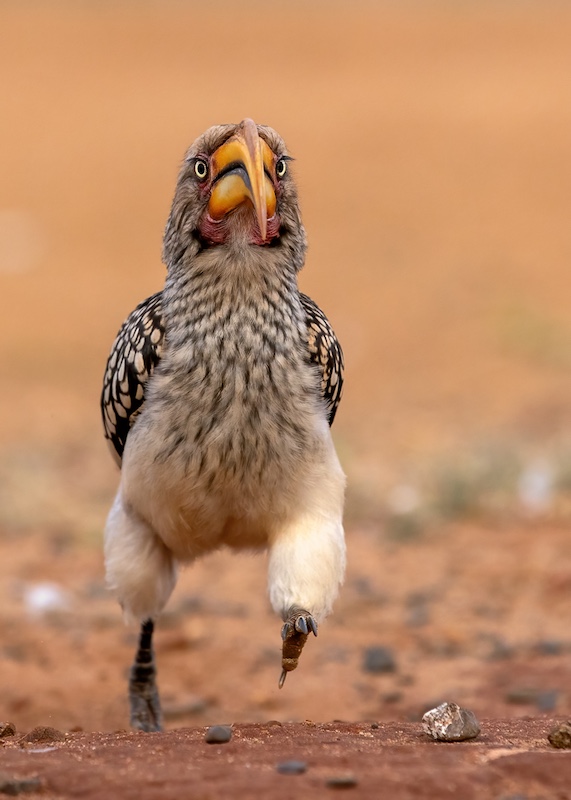 2504-Howard Gillitt-Westville Camera Club-GIP medal-Nature section-German International Photocup-In a Hurry