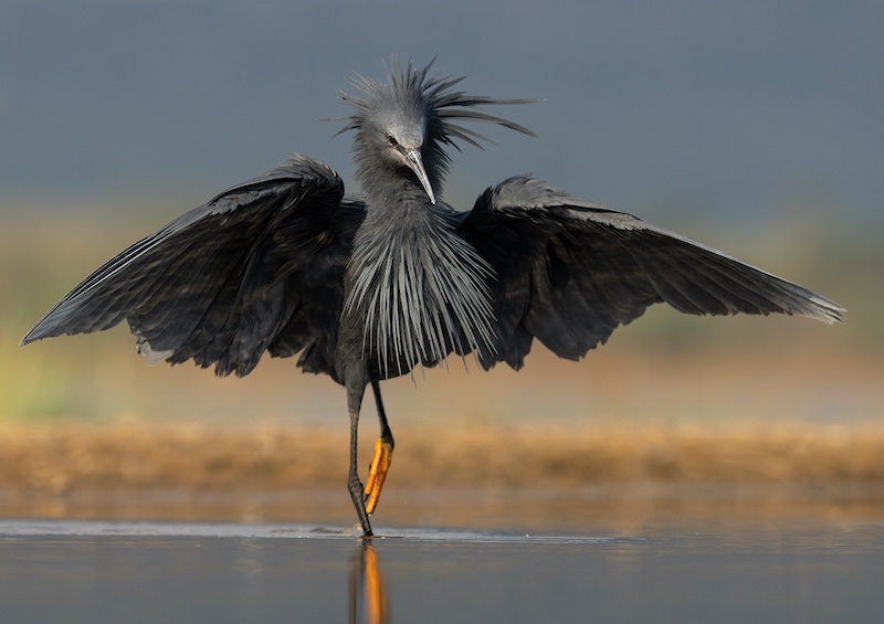 2504-Howard Gillitt-Westville Camera Club-GIP medal-Open Section- German International Photocup-Black Heron Hunting