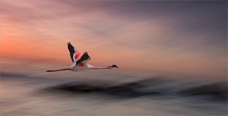 2506-Carien Kruger-AFO-3rd Eurasia cicuit-FIAPgold medal-Russia- Open colour -Flamingo at sunset.jpg