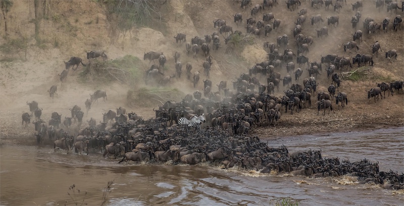 2506-Carien Kruger-AFO-3rdEurasia circuit-FIP Gold medal-China-Nature-Caught between the wildebeasts.jpg - Copy