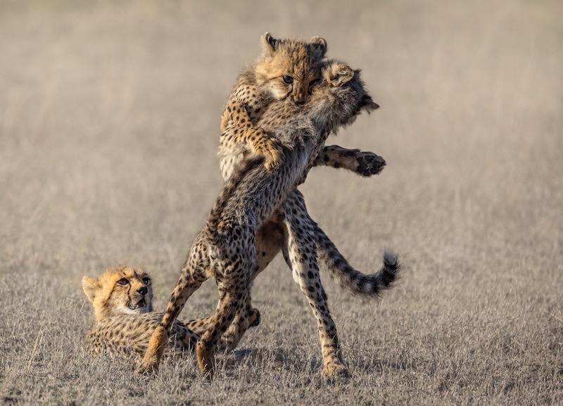 2507-Nicolette Forbes-Ballito Photo Club-FIAP Salon Gold Medal-Nature-4th Halogram International Salon-Tiny Titan Tussles