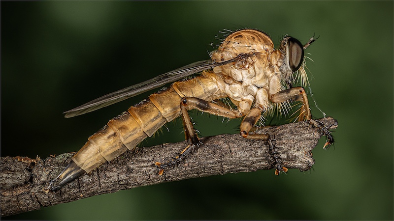 2508-Belinda Ueckermann-Sandton & F-stop CC-IAAP Salon-Gold Medal-Nature Category-Robber Fly