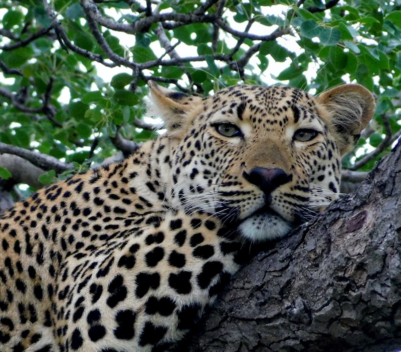 Benoni Camera Club - Diana Allison - Resting