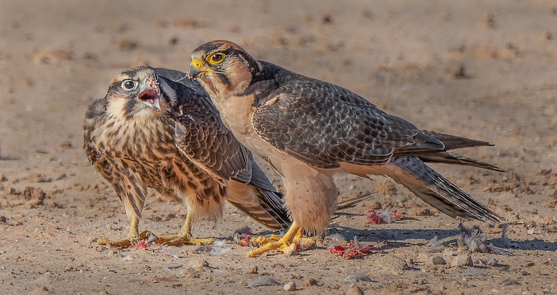 Bethal Fotografie Klub - Riaan  Drotsky - Eks nog honger