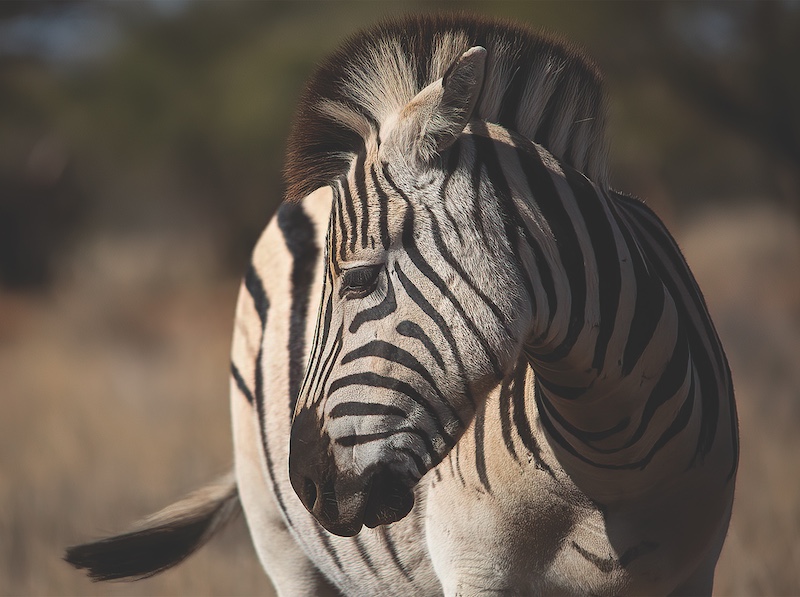 Bloemfontein Kameraklub - Dalene van der Merwe - Zebra