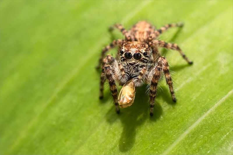 Boksburg Camera Club - Jamie-Lee  du Plessis - I am not sharing