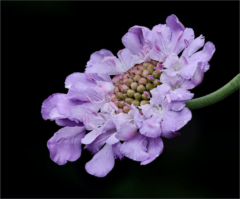 Creative Camera Club - Christel Schuttler - Cape Scabiosa