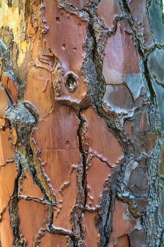 Durban Camera Club - Ishbel Cowan - Arb Shapes