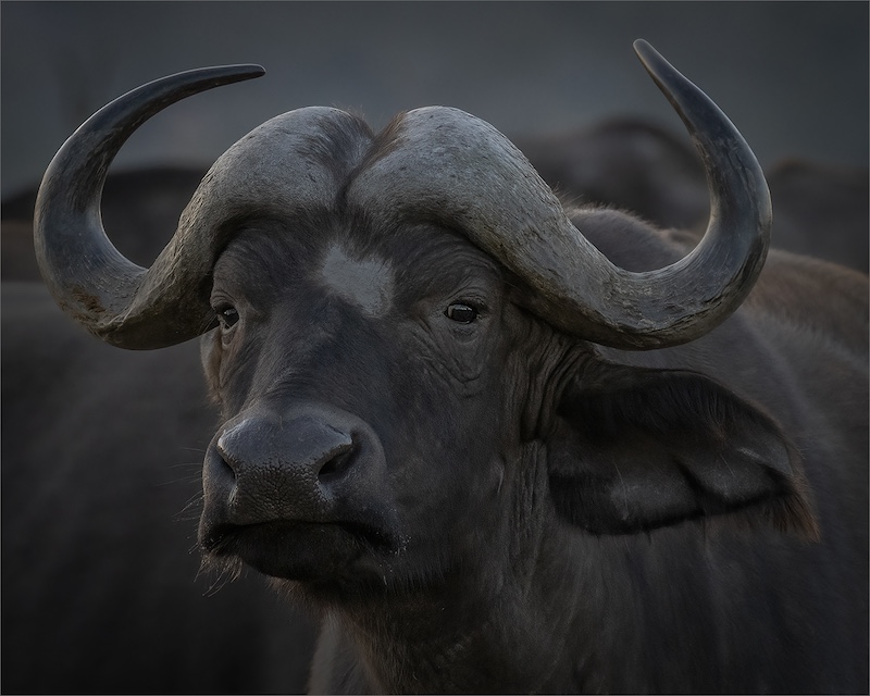 Edenvale Photographic Club - Sonja Olivier - African Buffalo