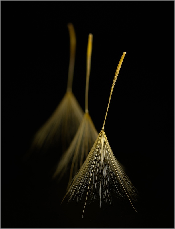 Harties Fotografie Studiegroep - Mieke Postma - Dandelion brush