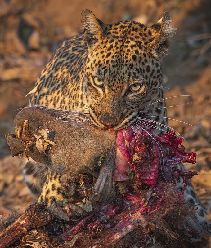 Hermanus Photographic Society - Judes Armstrong - Take your eyes off my meal