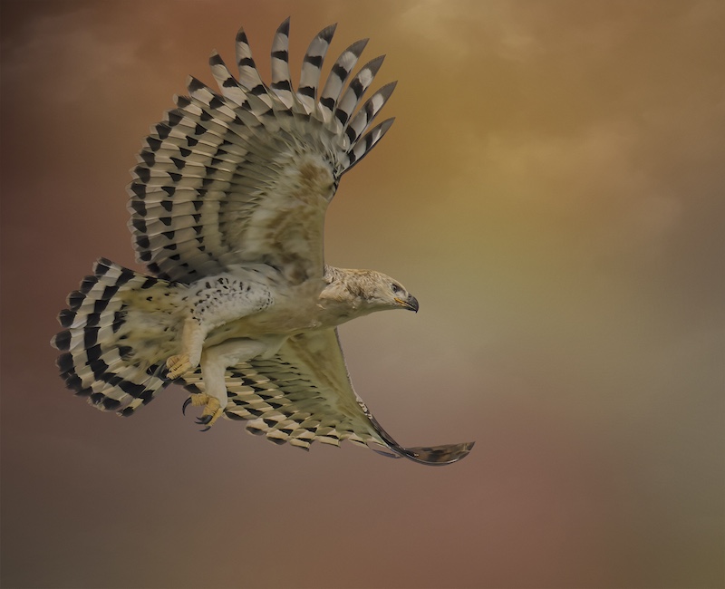 Hibiscus Coast Photographic Society - Sandy Reinders - Leaving the next