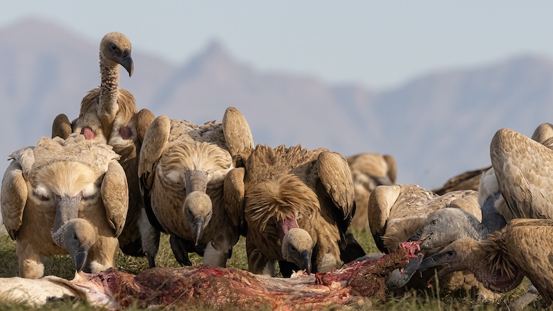 Hillcrest Camera Club - Wendy Brown - Feeding time