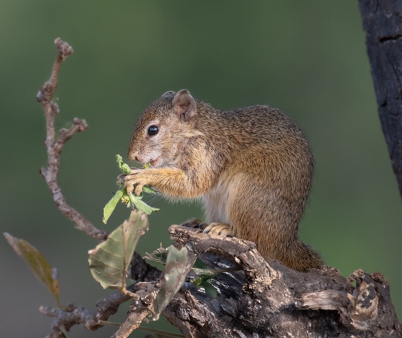 Kowie Camera Club - Derick Oosthuizen - Squirrel Vegetarian Breakfast