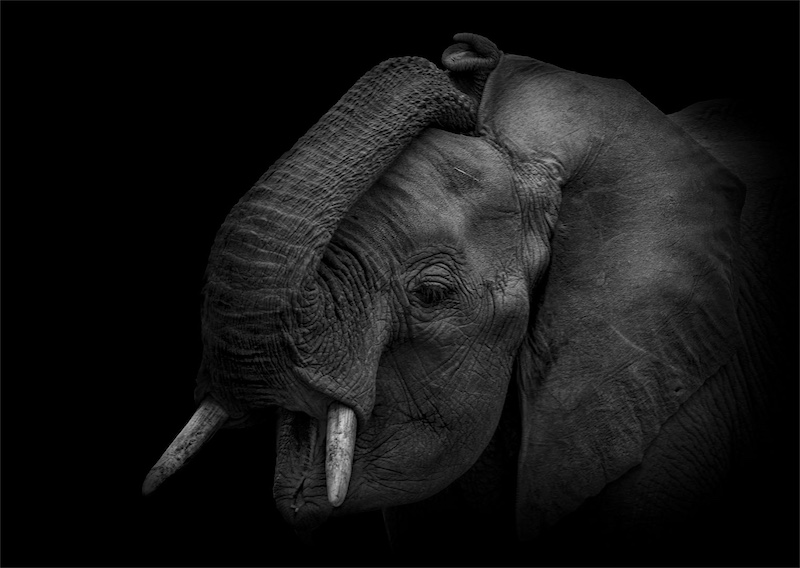 Kriel Foto Club - Rika Horn - Trunk Maneuvers