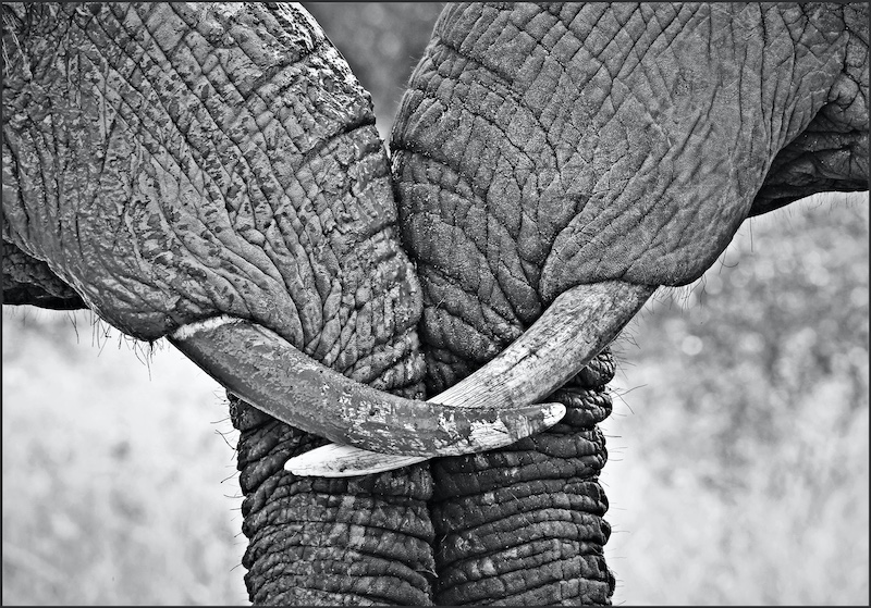 Kroonstad Fotoklub - Madaleine Erasmus - Broederliefde