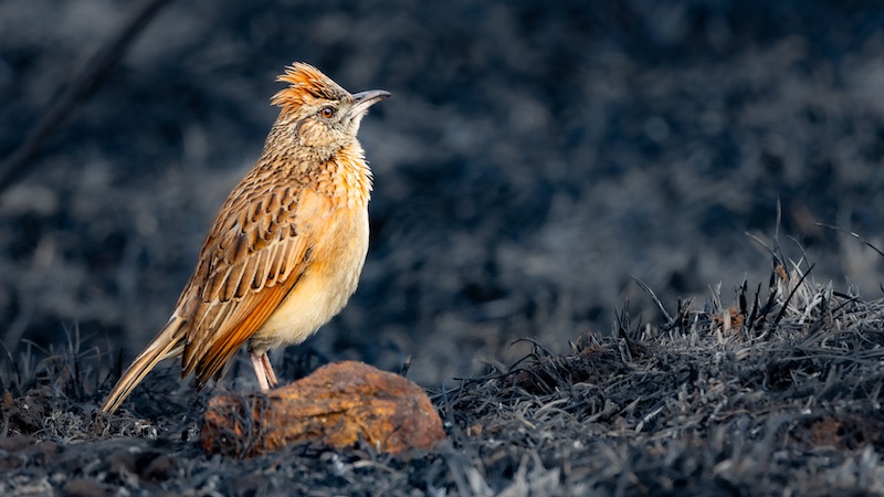 Pretoria Photographic Society - Boshoff Steenekamp - Rufous naped lark after the fire