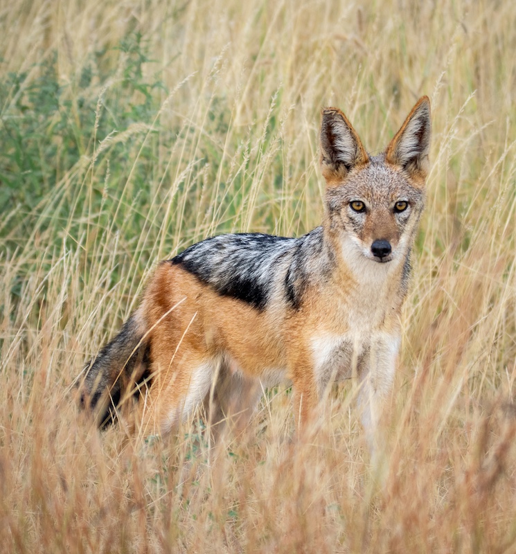 Sandton Photographic Society - Rory Leahy - Jakals