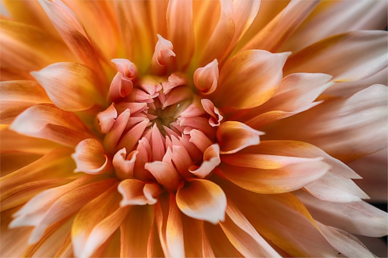 Schools - Charlie Hofmeyr HS - Chloe Sarikaki - Orange and Snow Dahlia