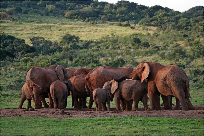 Schools - Western Cape Youth Photographers - Gustav Groenewald - Gentle Giant gathering