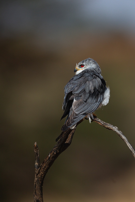 Scottburgh Camera Club - Helena Maria Du Plessis - Black Shoulder Kite enjoying the Sun