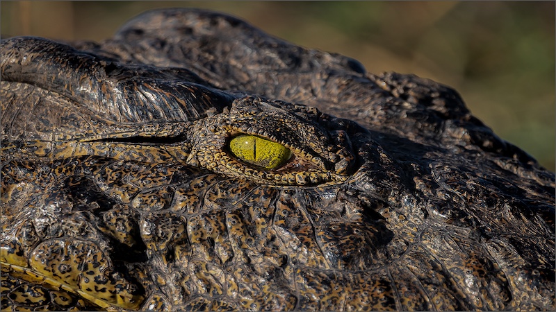 Southern Suburbs Camera Club - Trevor Trump - The Eye
