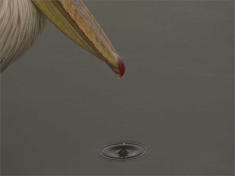 Swartland Fotografieklub - Antoinette Muller - Small drop from the beak