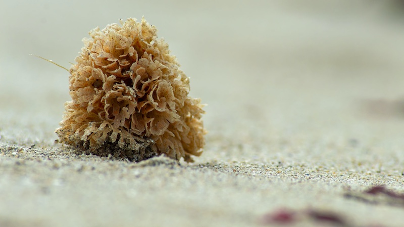 Tafelberg  Fotografieklub - Wilmarie Pretorius - Washed ashore
