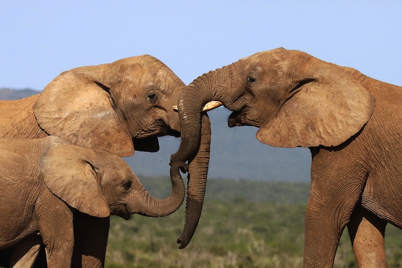 Tygerberg Photographic Society - Charlotte Van Der Berg - Together