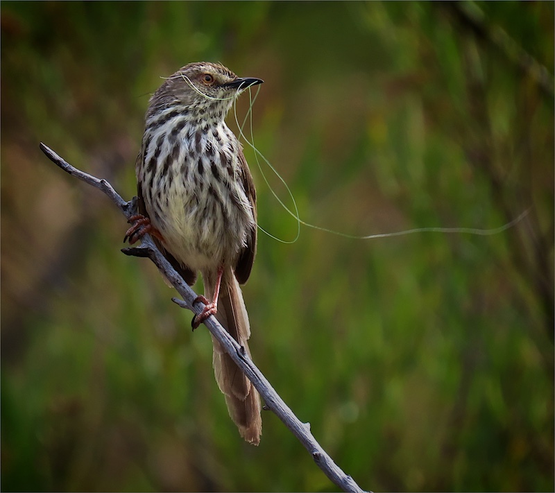 Vanderbijlpark Fotografiese Vereniging - Eanette Maass - langstertjie
