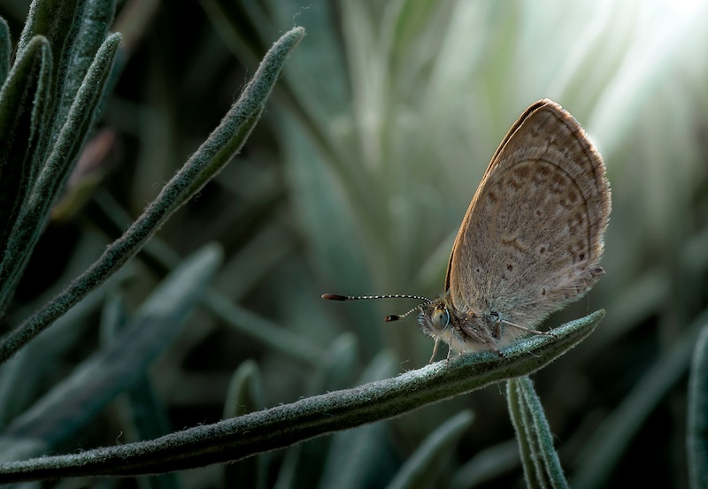 Westville Camera Club - Linda Scott - Bedtime for Butterflies