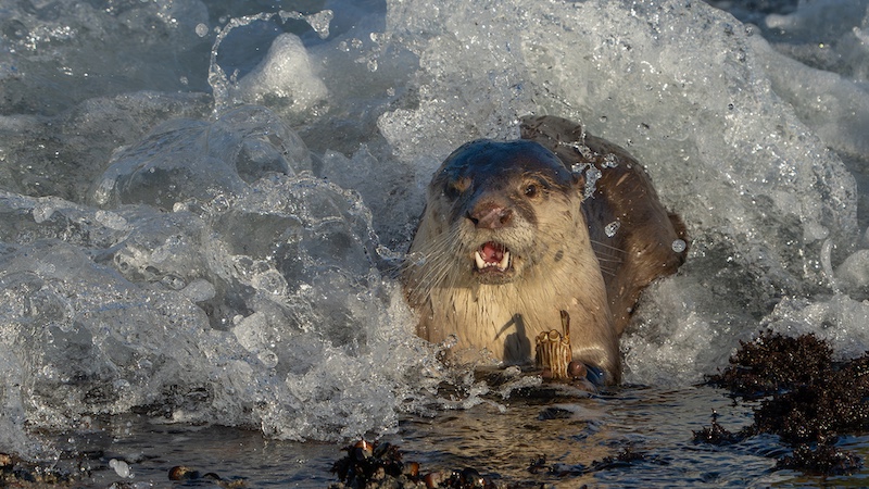 Bloemfontein Kameraklub - Trix Jonker - Otter in die branders