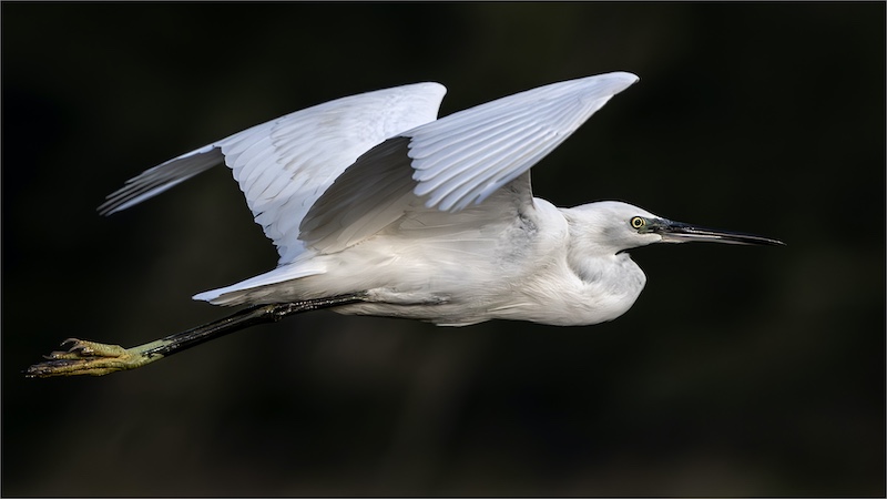 Boksburg Camera Club - David MacIntyre - Great White Egret