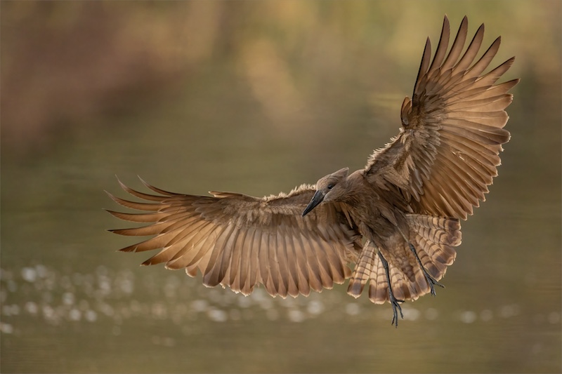 Brandpuntfotoklub - Jan Roos - Hamerkop early morning