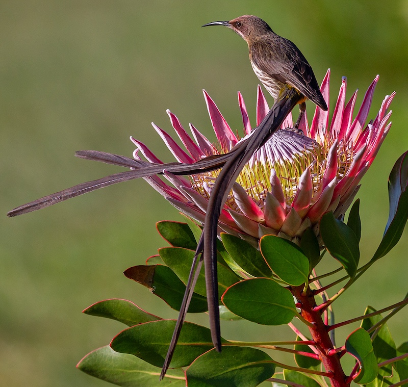Creative Camera Club - Michele-Ann Nel - Resting my Tail