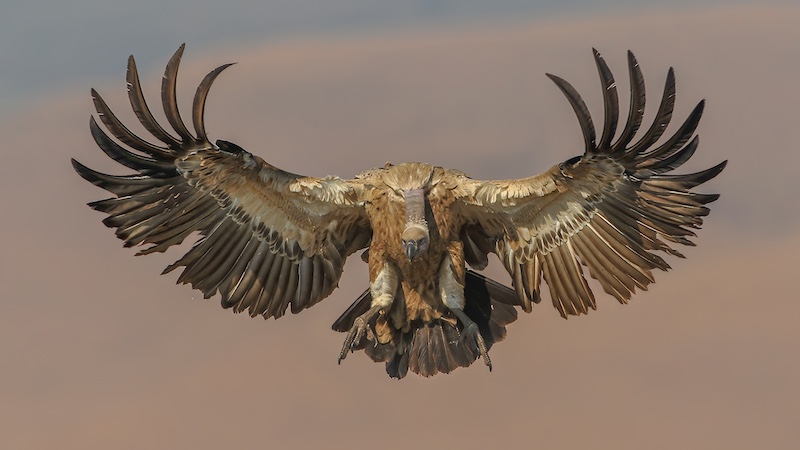 Durban Camera Club - Percy Mitchell - Cape Vulture Landing