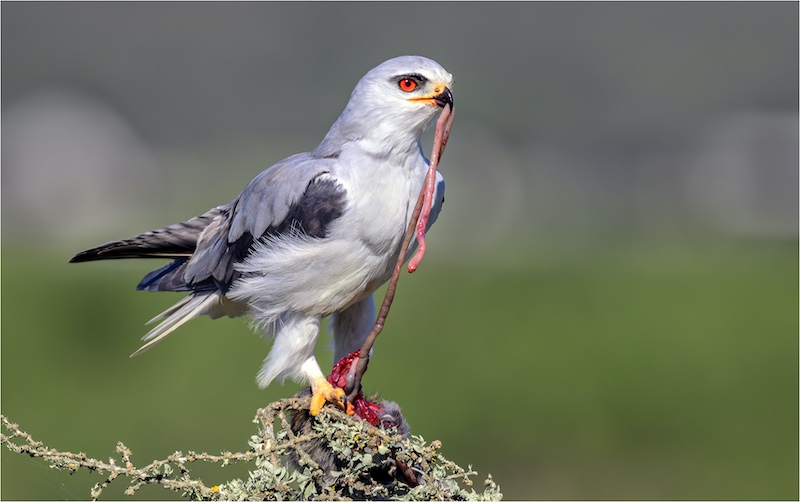 Eden Photographic Society - Johan van Aarde - Blouvalk