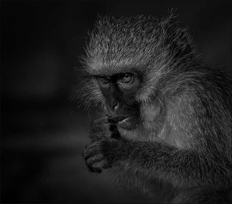 Ermelo Foto Klub - Leon Drotsky - Monkey see monkey do