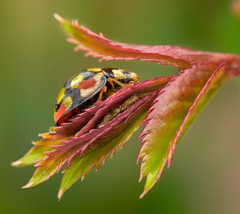Kowie Camera Club - Lynton Perry - Let Us Hide