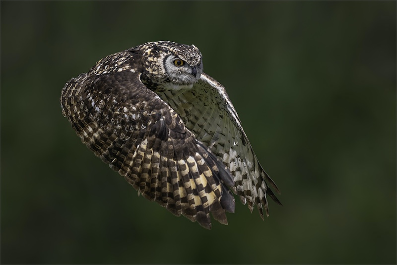 Magalies Foto Fun Club - LetMarie Dreeckmeier - PT001-2483361-Vlug van die gevlekte.jpg