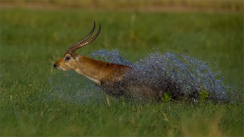 National Photographic Club - Gonnie Myburgh - Lechwe haastig deur die water