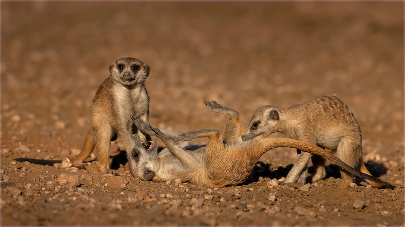 Port Elizabeth Camera Club - Johan Jordaan - Suricats playing