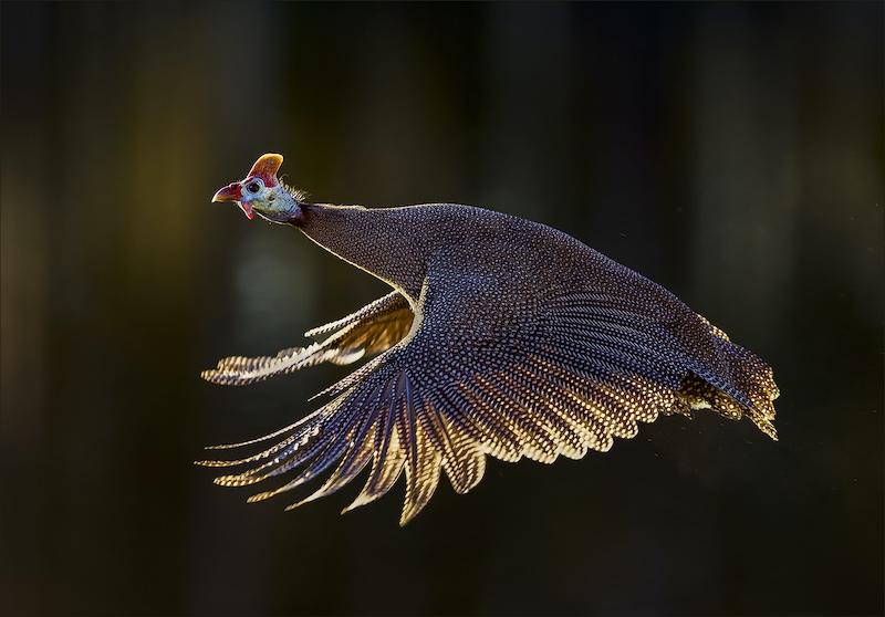 Randburg Foto Klub-Randburg Photo Club - Chris Joubert - Guinea Fowl in flight