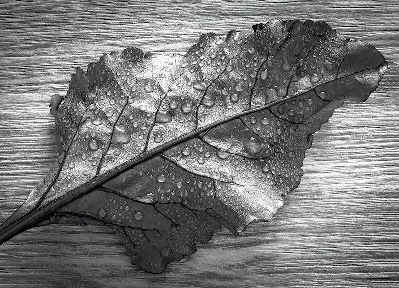 SAVAS - Annatjie Bruyns - Leaf with waterdrops