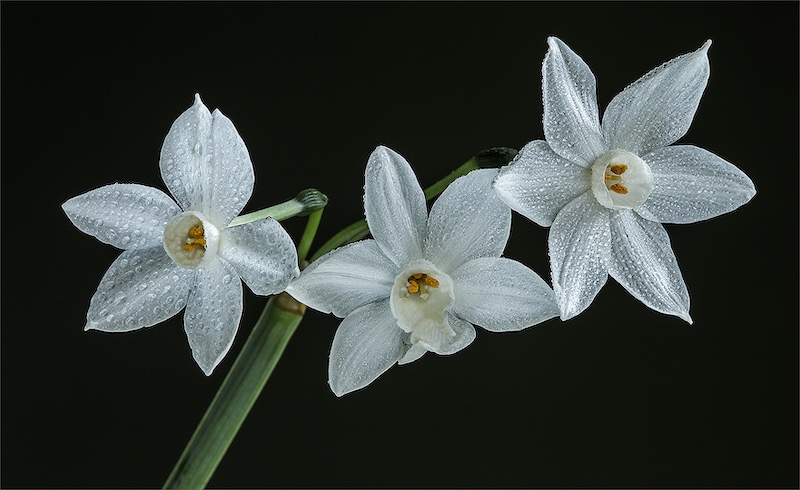 Sandton Photographic Society - Jack Weinberg - Crocus blossoms 5402d