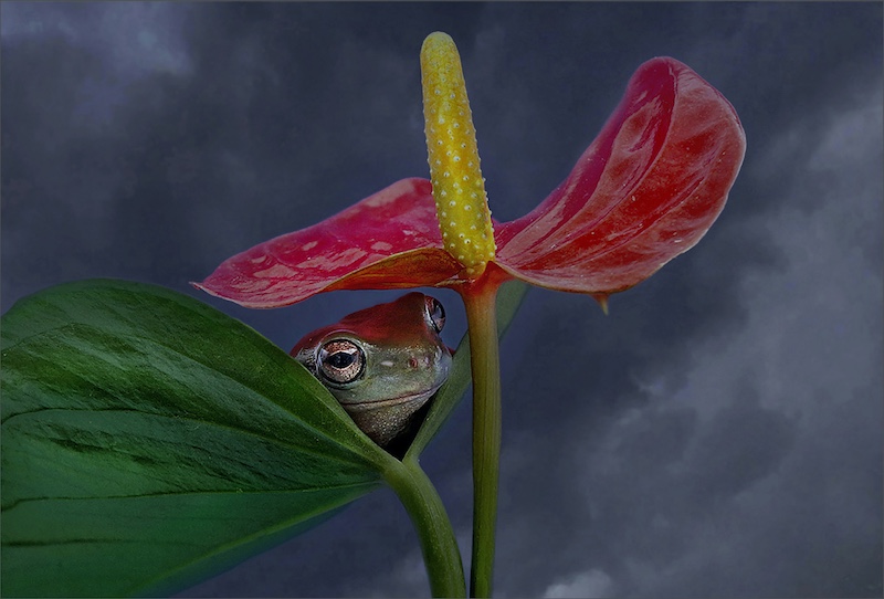 Sasol Highveld Photography Club - Leon Pelser - Shade from thunder